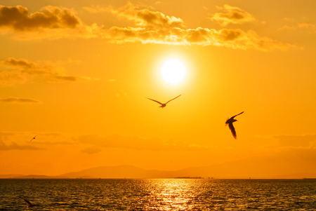 Birds flying at sunsetの写真素材