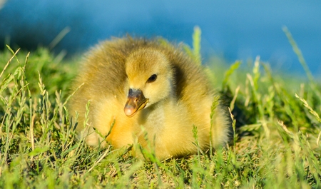 Little yellow gosling on green grassの写真素材