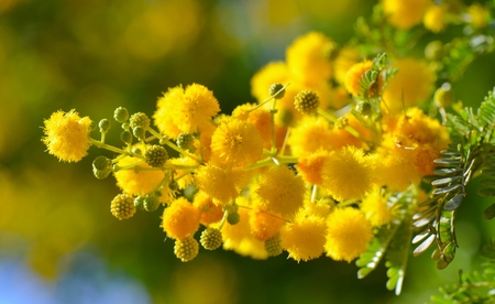 Yellow flowers bloom in springの写真素材