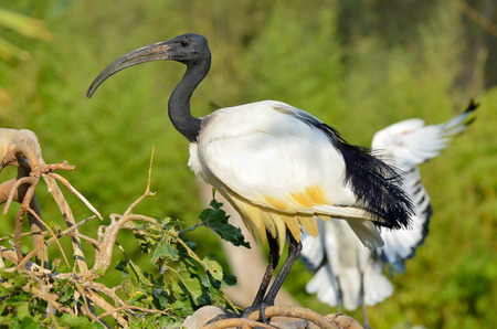 Australian White Ibisの写真素材