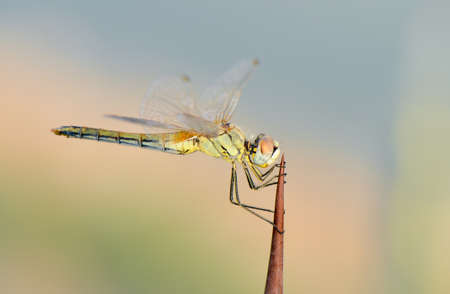 Dragonfly