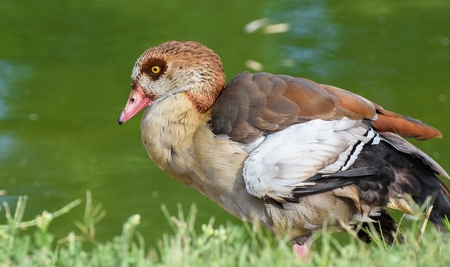Egyptian goose near the green waterの写真素材