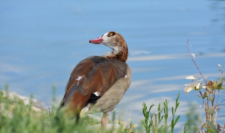 Egyptian goose near the blue water