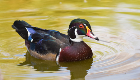 Male Wood Duck is swimming on green waterの写真素材