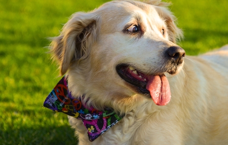 Dog with happy face isolatedの写真素材