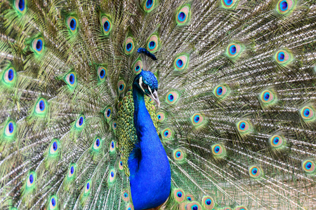 Portrait of beautiful peacock with feathers out. Blue peacock tail feathers spread.の写真素材