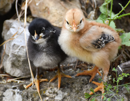 Pair of cute babies chicken, looking at camera.の写真素材