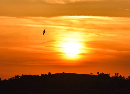 Seagull flying at sunset, in silhouette.の写真素材