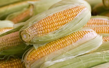 Fresh corn closeup