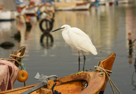 The Great Egret (Ardea alba). White heron standing on a boat in the marina.
