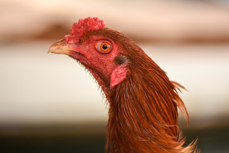 Head of roosterの写真素材