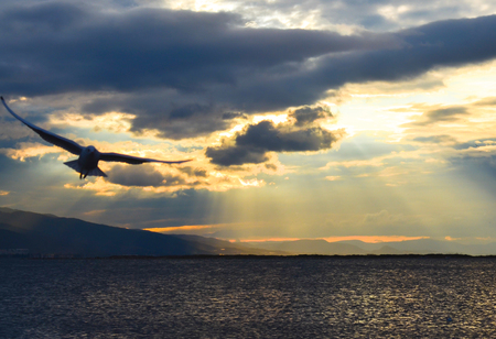 Bird flying on the sea at sunset, in silhouette. Sun between clouds and a seagull flying.の写真素材