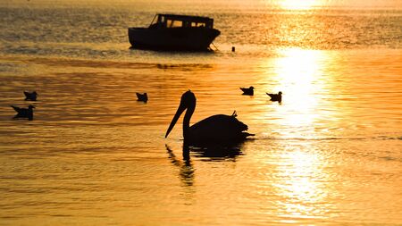 Fishing boat on the sea at sunset. Pelicans and seagulls swimming on the sea.の写真素材