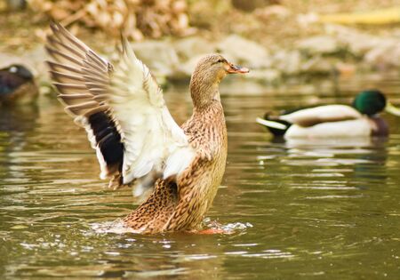 Wingspread Duck on green water, closeup, isolated.の写真素材