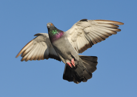 Pigeon flying with open wings, Dove in the air with wings wide open in-front of the blue skyの写真素材