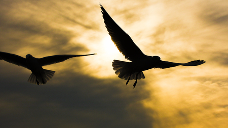 Seagulls flying at sunset sky, silhouette. Sun between two seagull flying clouds.の写真素材