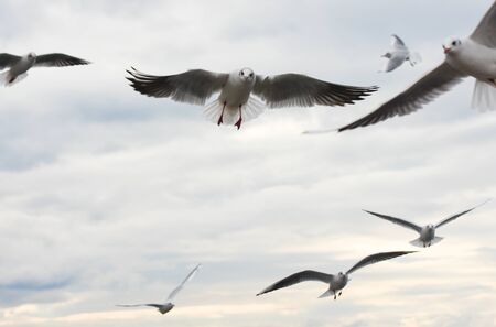 Seagulls flying with open wings over sky with clouds.の写真素材