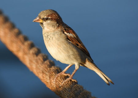 Sparrow standing on brown rope, isolated, closeup.の写真素材