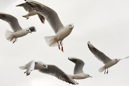 Seagulls flying with open wings over sky with clouds.の写真素材