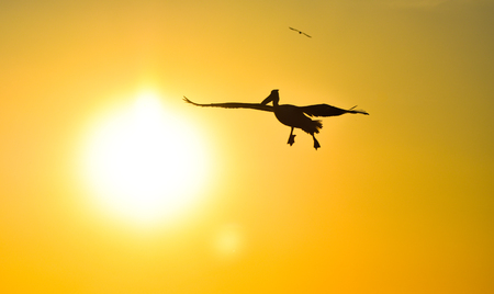 Pelican flying with open wings at sunset sky, silhouette.の写真素材