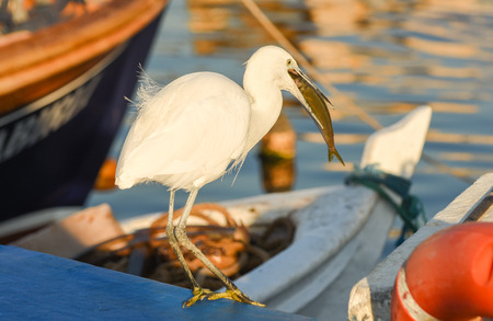 The Great Egret (Ardea alba). White heron eating fish on a boat in the marina.の写真素材