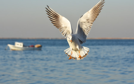 Seagull flying and landing with open wings on the blue sea.