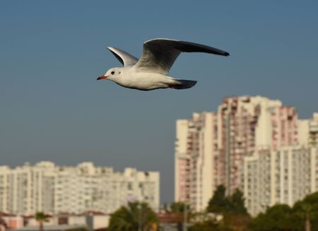 Seagull flying in blue sky with open wings.の写真素材