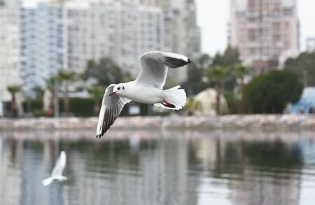 seagulls in flight