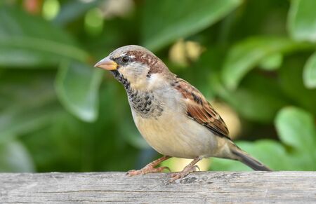 Sparrow standing on a wood, isolated, closeup.の写真素材