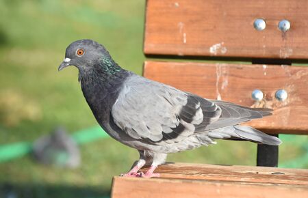 Beautiful pigeon standing on a benchの写真素材