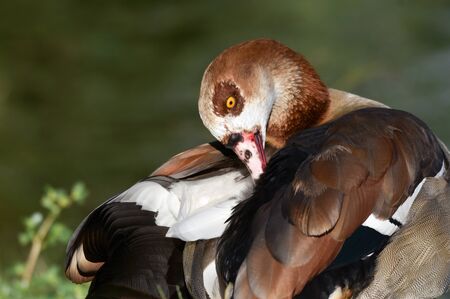 Egyptian goose cleaning feathers near water.