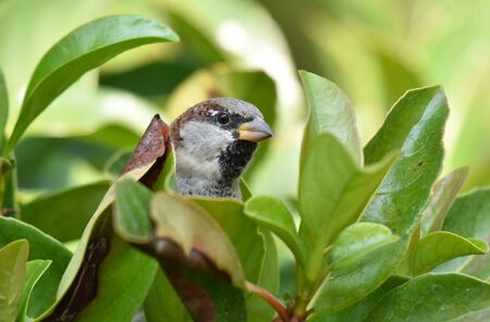 Sparrow standing among leaves of a treeの写真素材