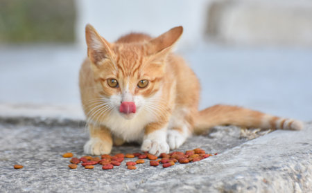Young cat eating dry food, licking lips and looking at camera