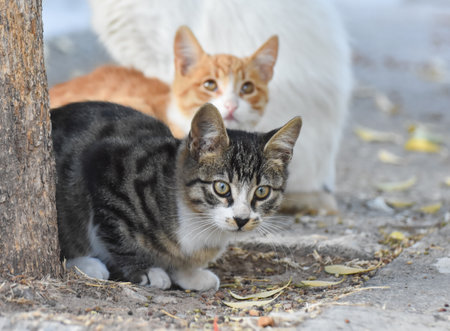 Two cats standing under a treeの写真素材