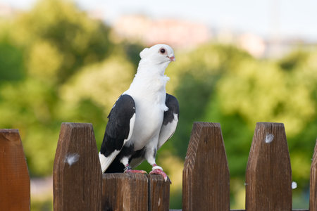 Black and white pigeon standing on a woodの写真素材