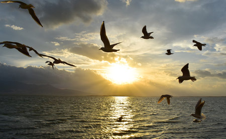 Seagulls flying on a sea at sunset, silhouetteの写真素材