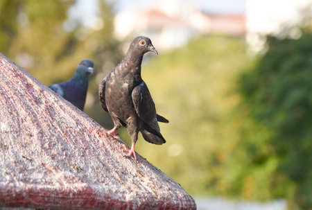 Pigeon standing on a roofの写真素材