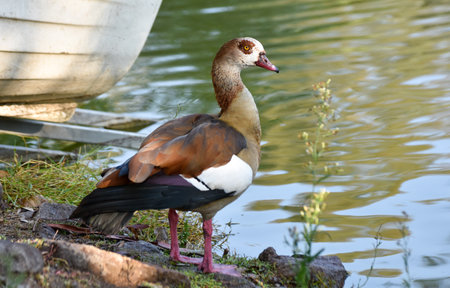 Egyptian goose standing near a green pondの写真素材