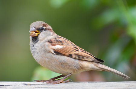 Sparrow standing on a wood and eating wheat. Isolated, closeup.の写真素材
