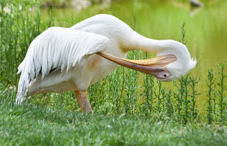 Pelican standing on green grass and cleaning its wingsの写真素材