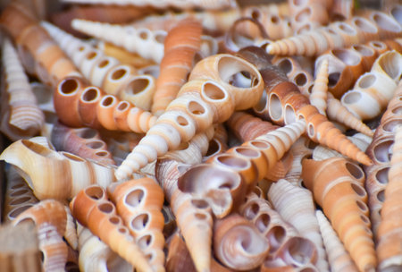 Hornshells in a bazaar placeの写真素材
