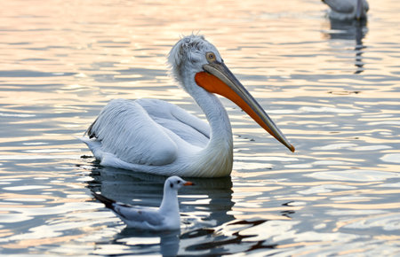 Pelican and seagull swimming on a sea, closeupの写真素材