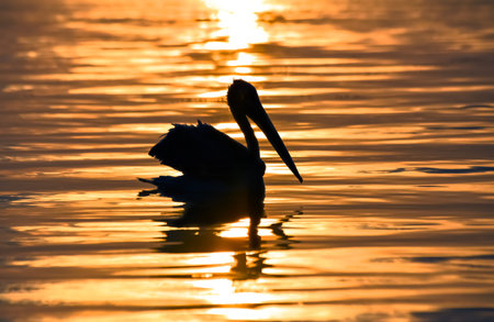 Pelican swimming on a sea at sunset, silhouetteの写真素材
