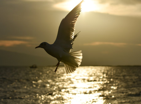 Seagull flying with open wings at cloudy sunsetの写真素材