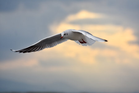 Seagull flying with open wings, closeupの写真素材