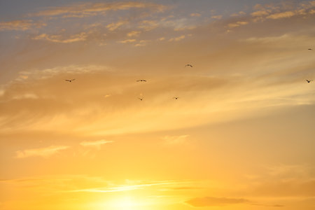 Seagulls flying under beautiful sunset cloudsの写真素材