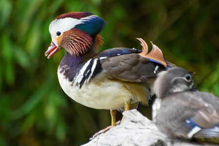Male and female mandarin duck standing on woodの写真素材