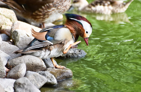 Male mandarin duck standing near a green pondの写真素材