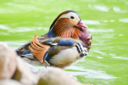 Male mandarin duck standing near a green pondの写真素材