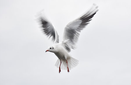 Seagull flying with open wings, closeup, isolatedの写真素材